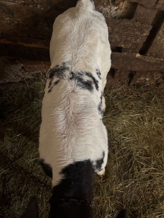 Vând taur albastru belgian