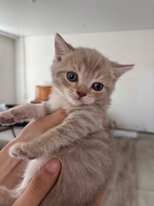продам шотландских котят