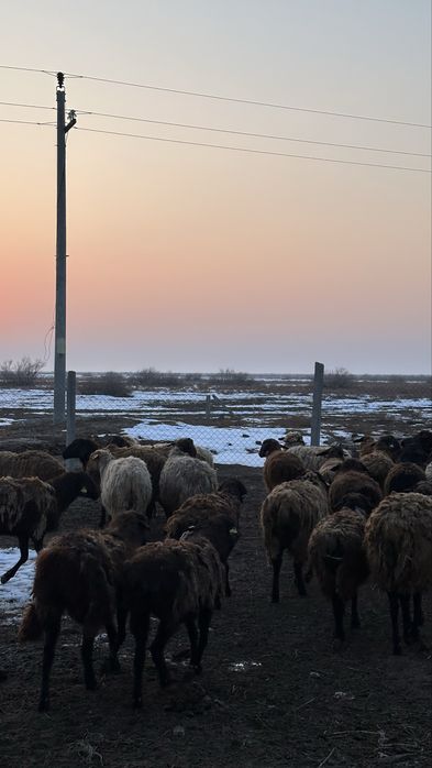 Саулық қойлар.