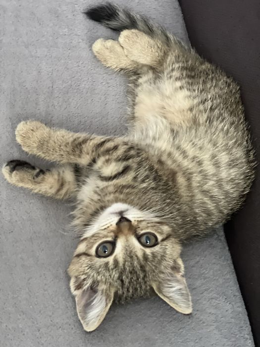 Котята бринатнцы