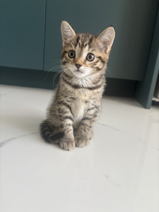 Продам котика (девочка)