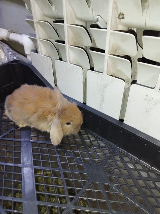 Кролики декоративные вислоухие