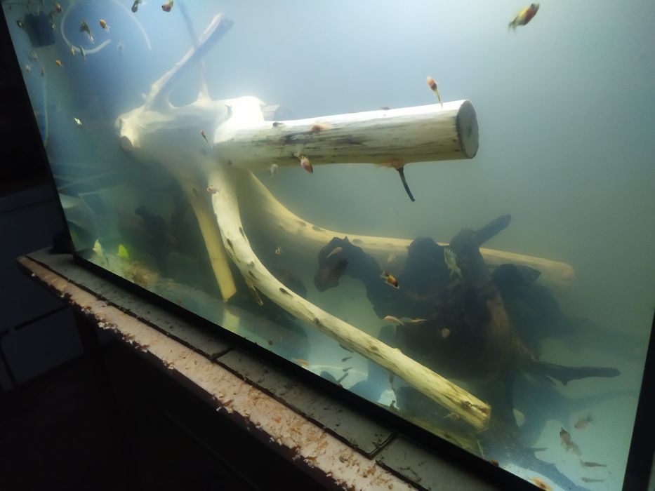 Коряга для большого аквариума.