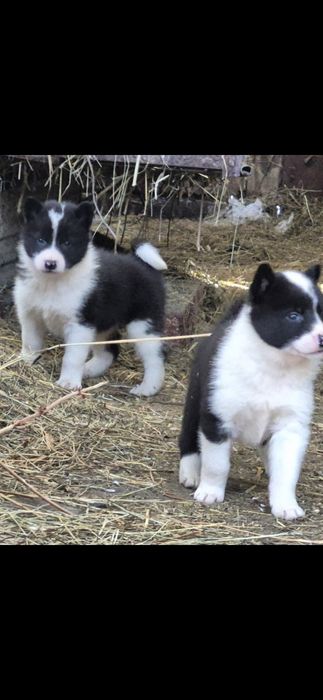 Щенки русско-европейской лайки