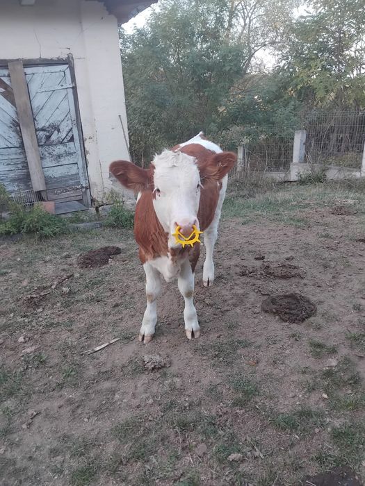 Vând vițea bălțața