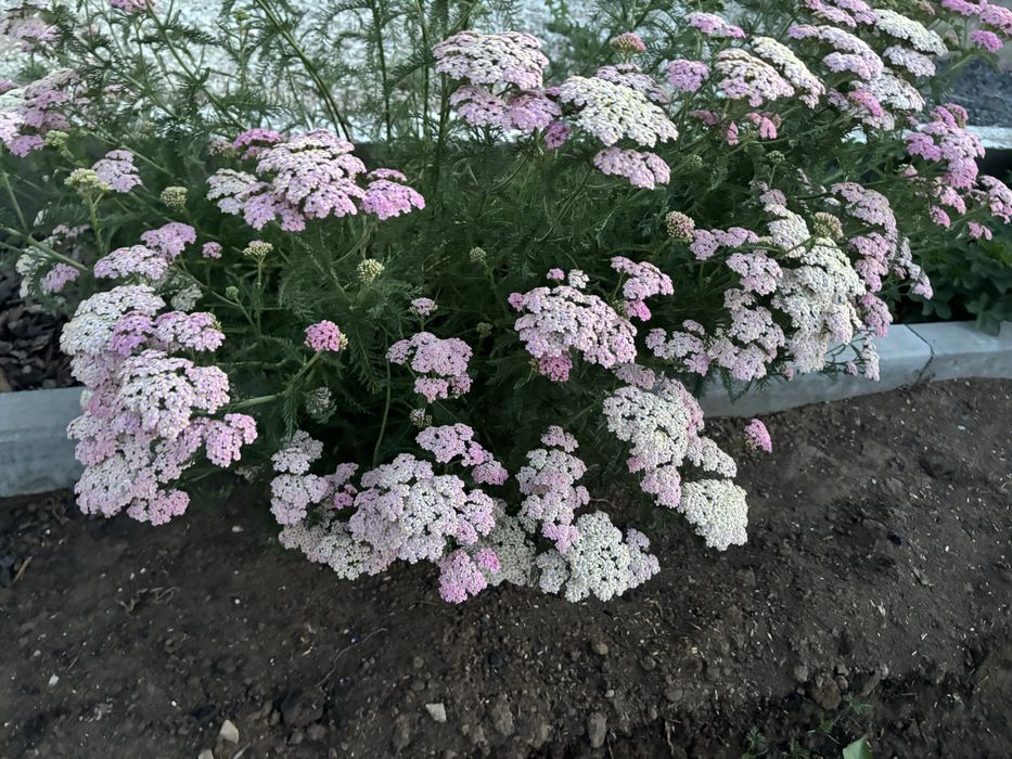 Многолетник Тысячелистник Экселент