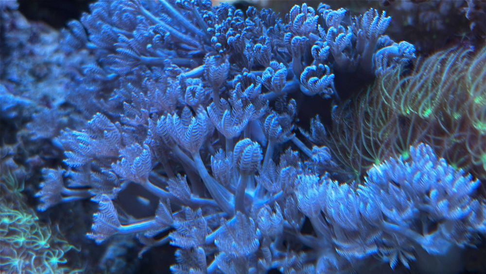 Pachet 5 corali acvariu incepator (cei mai usori)