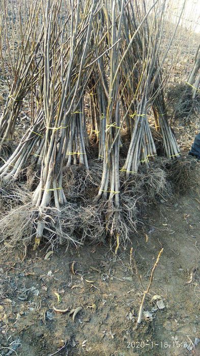 Бизда кафолатланган навли кучатлар