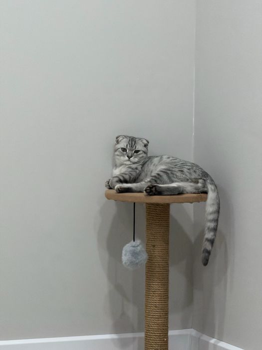 шотландская вислоухая