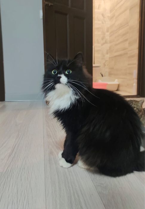 Кошка в добрую семью