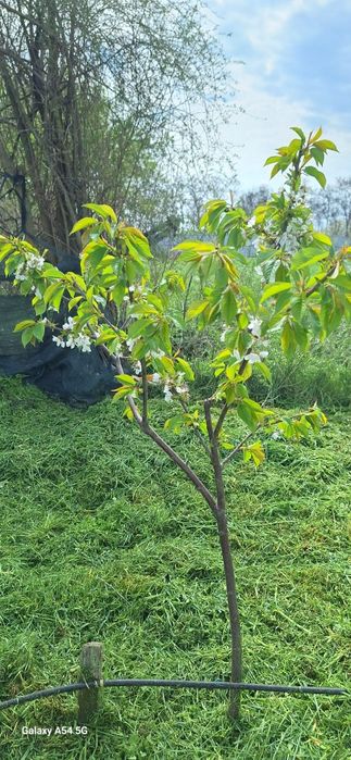 Vand teren 5000 mp sau schimb cu apartament