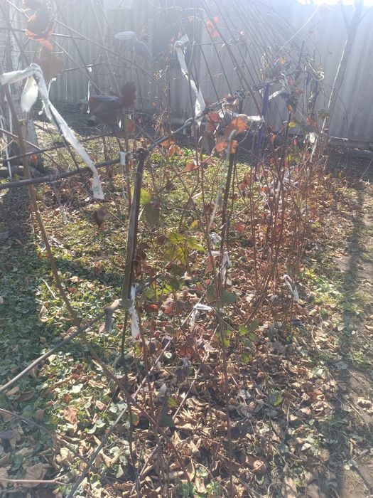 Продам саженцы малины