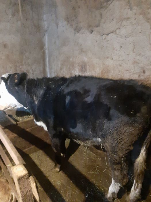Vaca vitea de vanzare