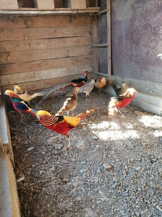Fazani auriu pe roșu, galben și piersică, mai am doar băieți.
