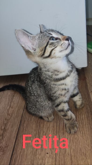 Pisicuțe pentru adoptie