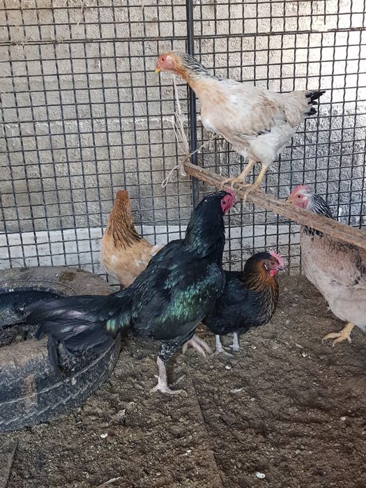 Петух  прадаётся