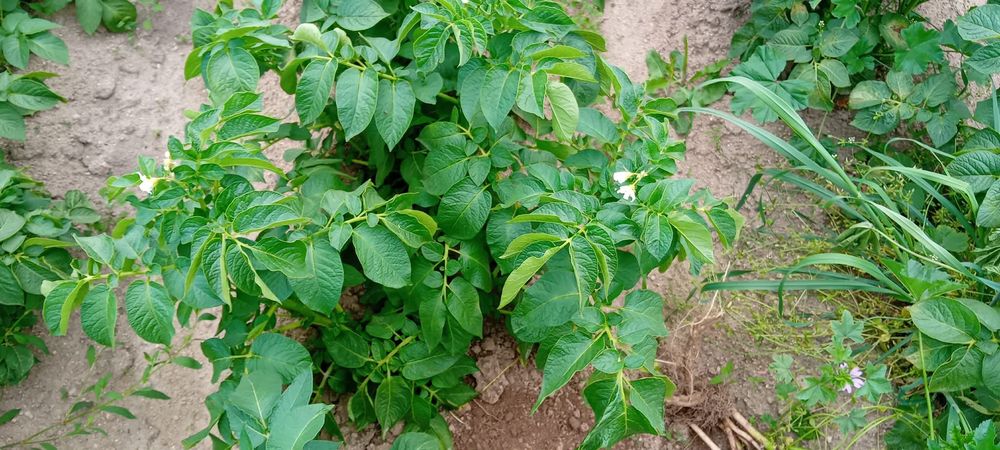Картофи за продан