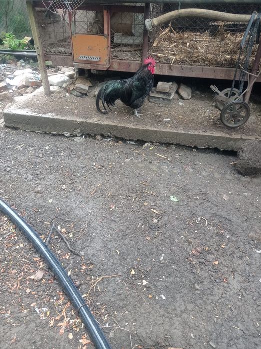 Vând cocoși crescuți la țară