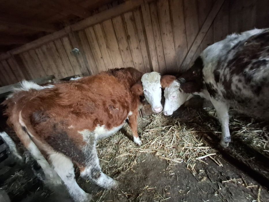 Vând 3 junici si o vaca