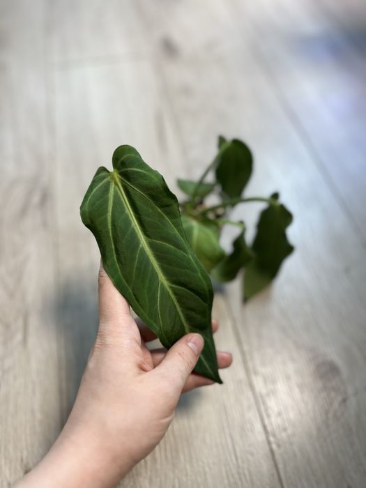 Антуриум Вилленаорум