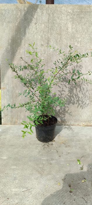 Продада деревьев и кустарников