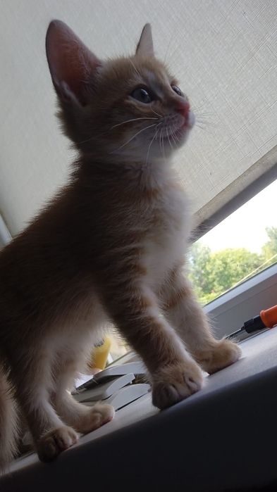 Бельгийские котики