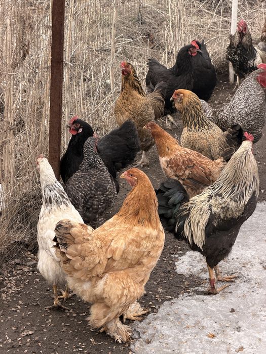 Продам красивых курей петухов