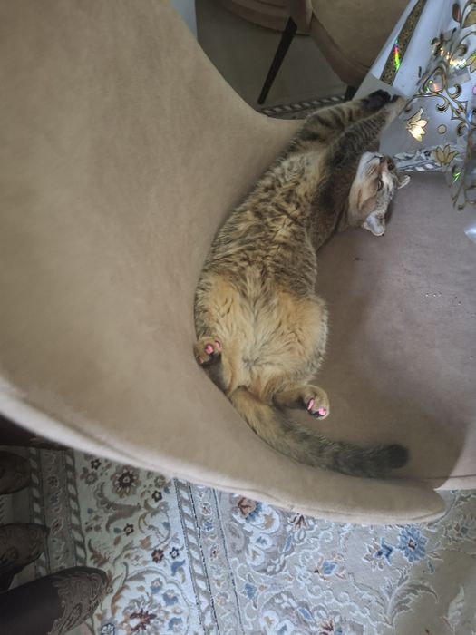 Кошка скотиш фолд
