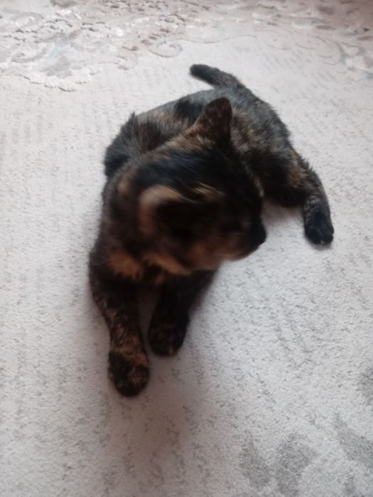 Кошка  крысоловка