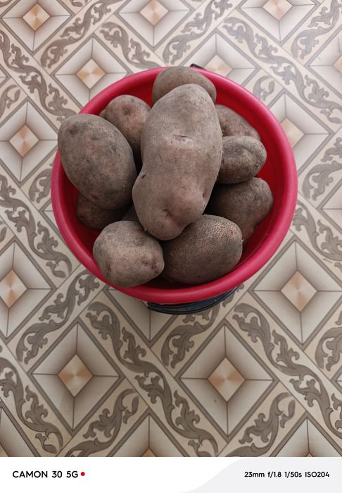 Картошка.  дачная