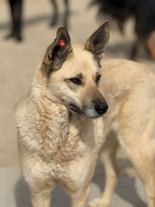 Жақсы күзетші іздейсіз бе? Бізде бар!