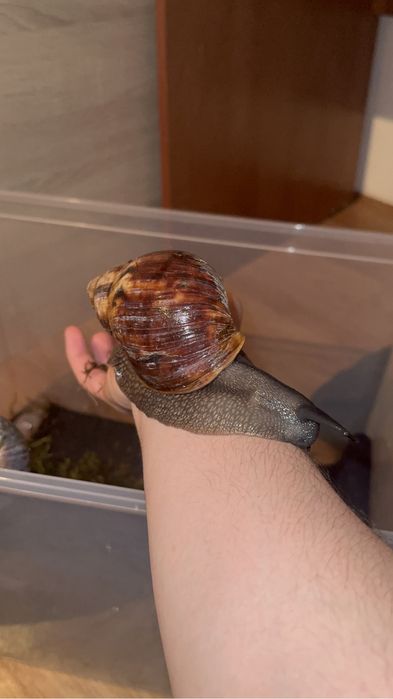 Улитка Архахатина маргината маргината