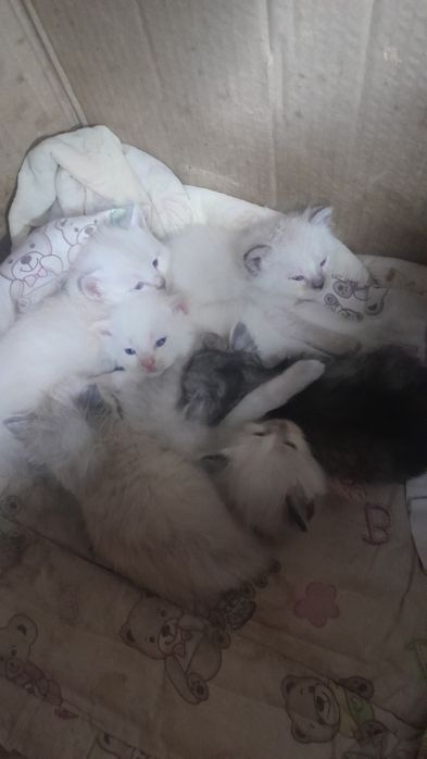 Продаётся породистые котята