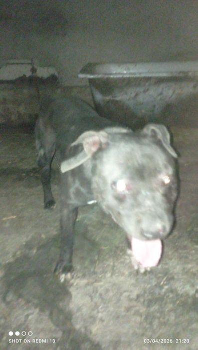 Pidbul 2 yosh ovqat yiydi