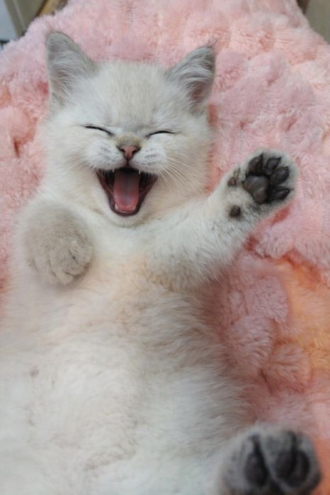 Котята продаю страйт