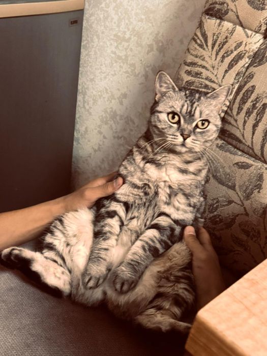 Кот британской красивая