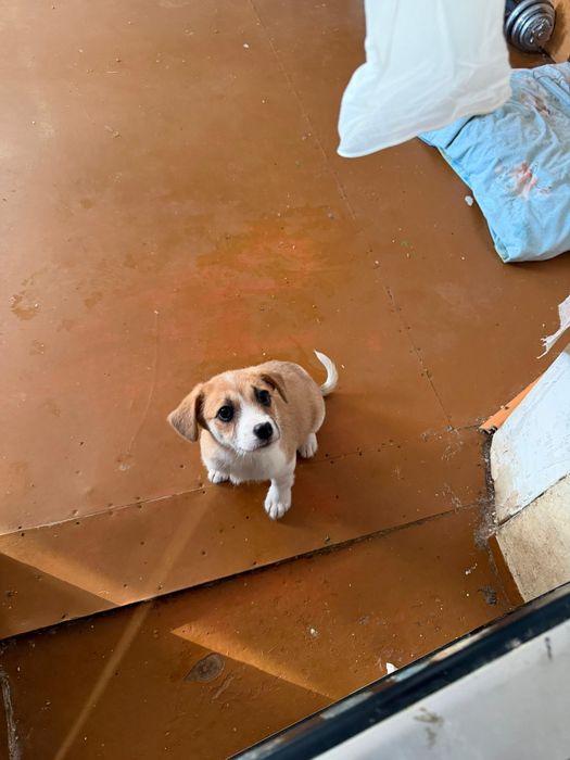 Дарю щенят!       .