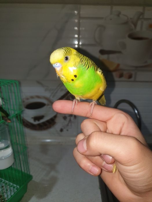 Попугай волнистый