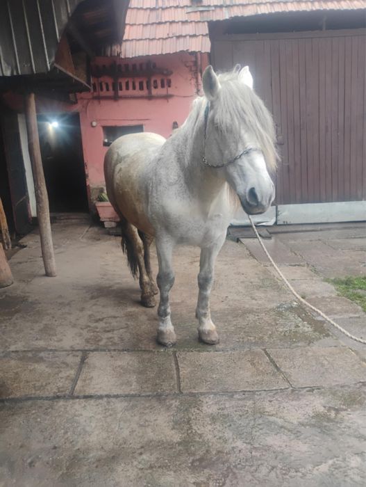 Cal de vanzare în judetul Sibiu