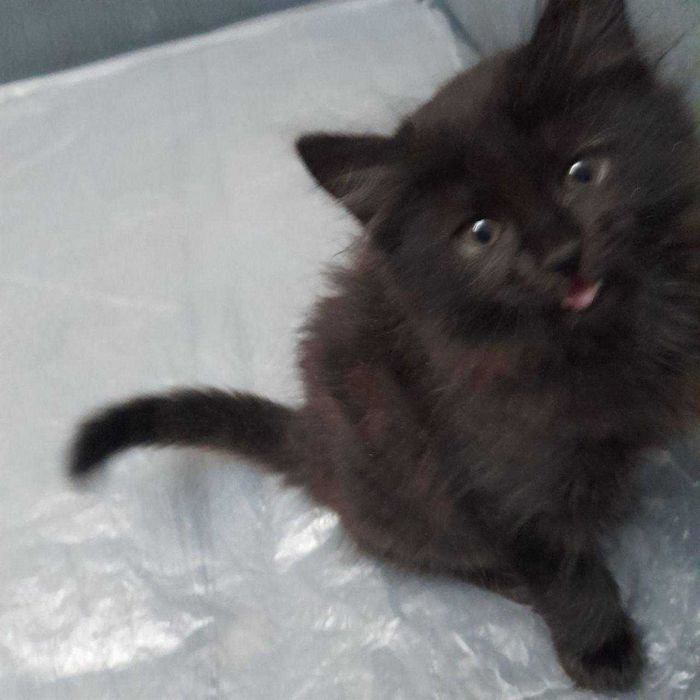 Котята в добрые руки. Бесплатно.