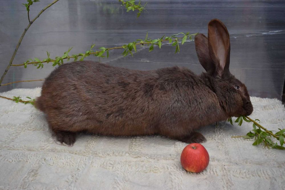Продавам мъжки и женски зайци за разплод