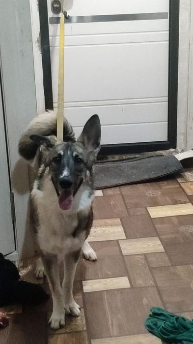 ОТДАЕМ ЩЕНКА 6 месяцев