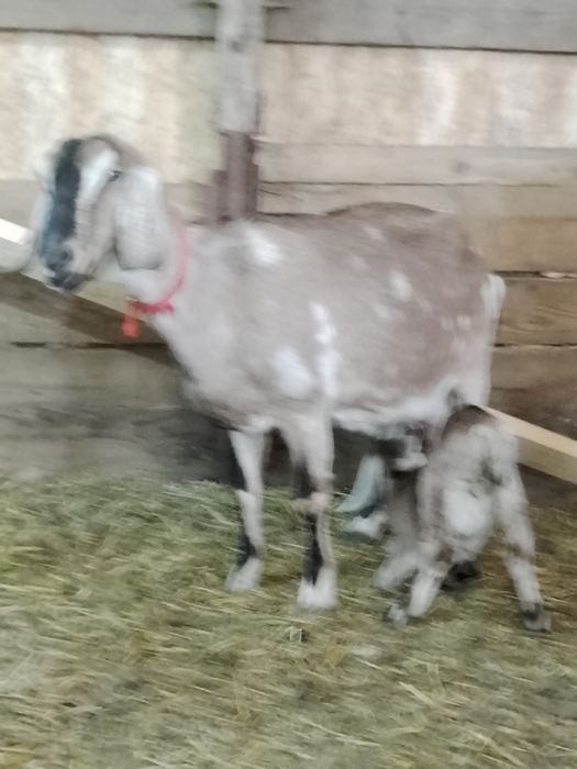 Vând capră agl nubiana cu ed și pedigri