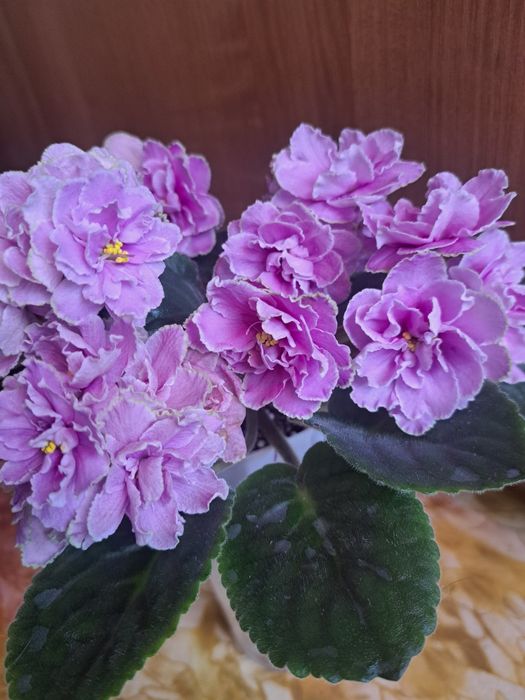 Продам цветущие фиалки!