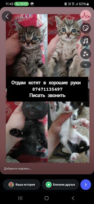 От дам котят в добрые руки