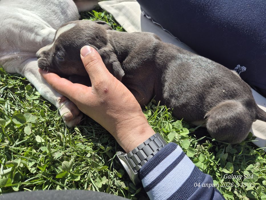 Малки Бебета питбули