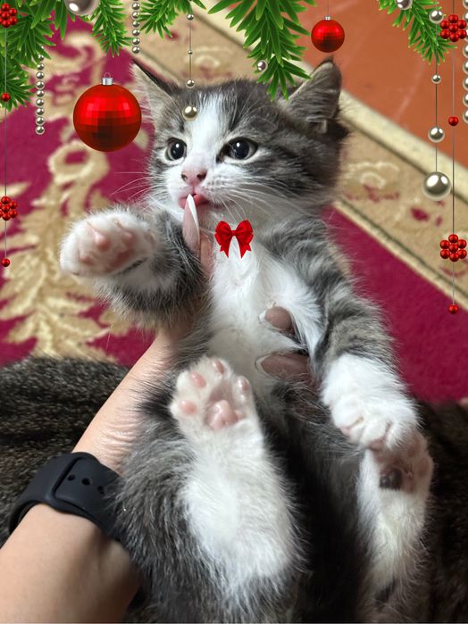 Продам котят, 3 мальчика метиса