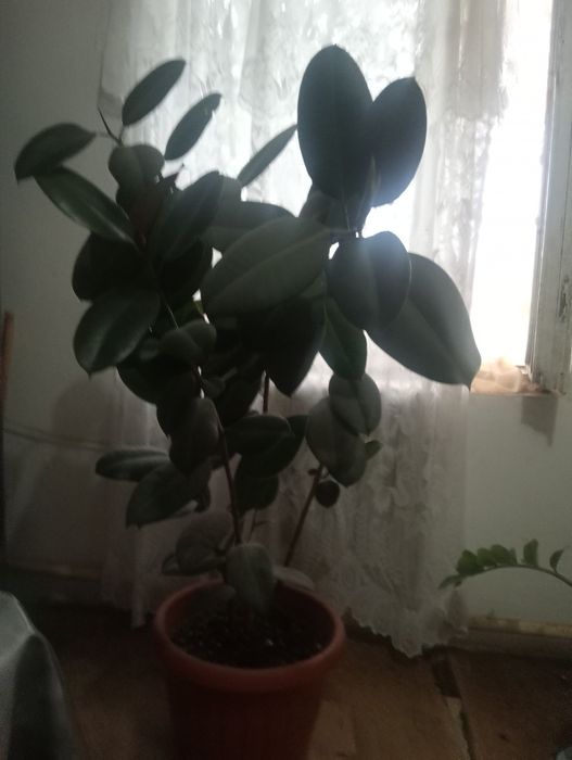 Продам домашнее растение фикус