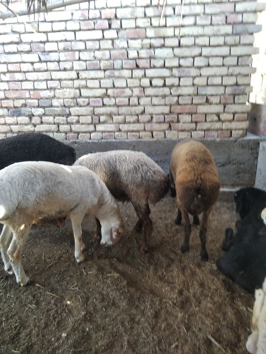 Кучкорлар сотилади