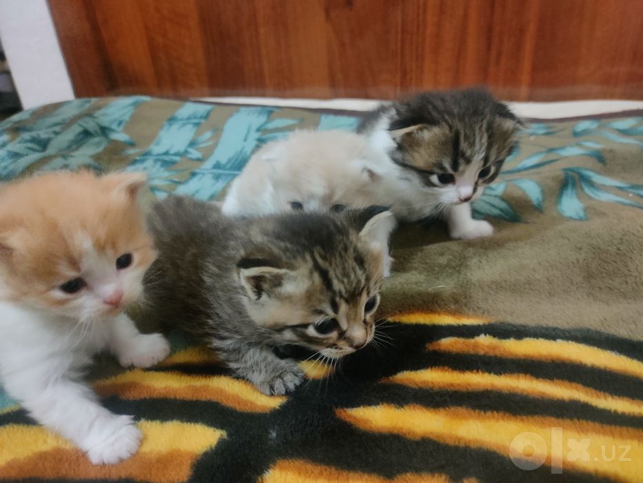 Продам котят -(4)-